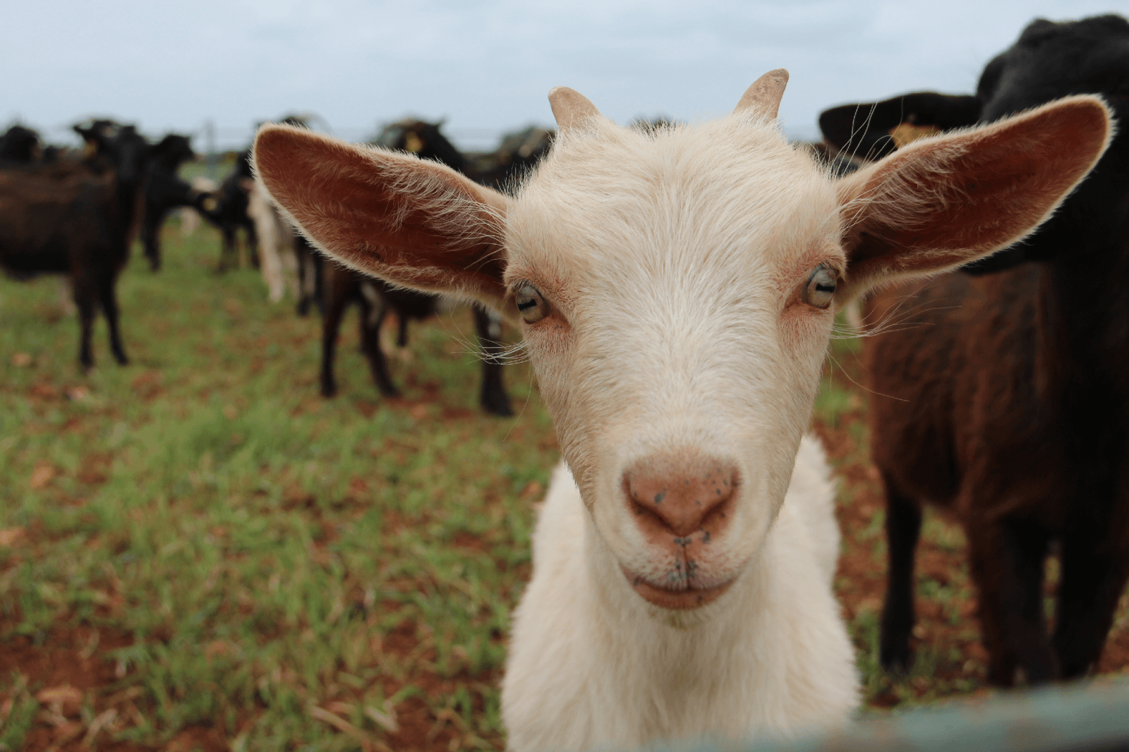 SON TARÍ NOU. CARNE. VENTA DIRECTA O EN LA FINCA